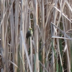 Ptilotula penicillata at Greenway, ACT - 27 Sep 2021