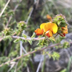 Pultenaea procumbens (Bush Pea) at Googong, NSW - 27 Sep 2021 by Wandiyali