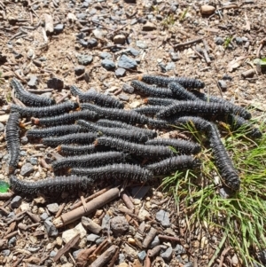 Perga sp. (genus) at Queanbeyan West, NSW - 25 Sep 2021