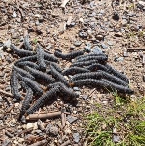 Perga sp. (genus) at Queanbeyan West, NSW - 25 Sep 2021