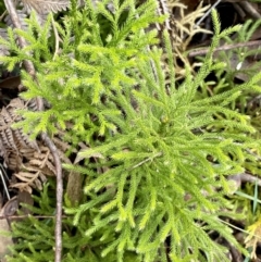 Lycopodiella lateralis (Slender Clubmoss) at Mongarlowe River - 26 Sep 2021 by Roymondo