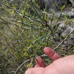 Discaria pubescens at Googong, NSW - 28 Sep 2021 01:22 PM