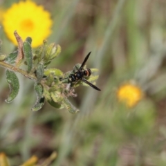 Eumeninae (subfamily) at Glenroy, NSW - 27 Sep 2021 by Kyliegw