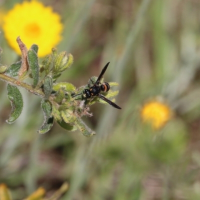 Eumeninae (subfamily) at Glenroy, NSW - 27 Sep 2021 by Kyliegw