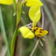 Diuris sp. (hybrid) at Stromlo, ACT - 28 Sep 2021