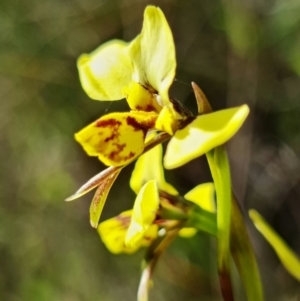 Diuris sp. (hybrid) at Stromlo, ACT - suppressed