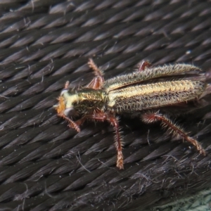 Lemidia subaenea at Dunlop, ACT - 28 Sep 2021 11:15 AM