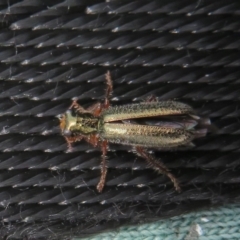 Lemidia subaenea at Dunlop, ACT - 28 Sep 2021 11:15 AM