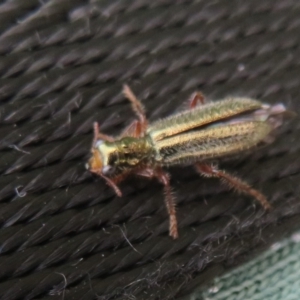 Lemidia subaenea at Dunlop, ACT - 28 Sep 2021 11:15 AM