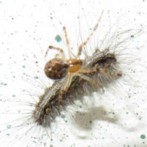 Cryptachaea veruculata at Flynn, ACT - 28 Sep 2021