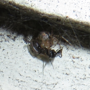 Cryptachaea veruculata at Flynn, ACT - 28 Sep 2021