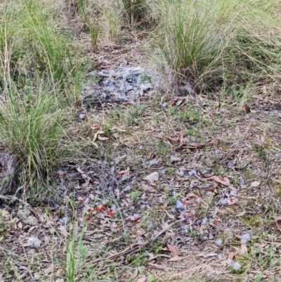 Callocephalon fimbriatum (Gang-gang Cockatoo) at Stromlo, ACT - 28 Sep 2021 by RobG1