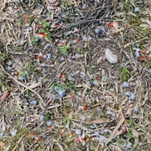 Callocephalon fimbriatum at Stromlo, ACT - suppressed