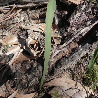 Bossiaea ensata (Sword Bossiaea) at Bundanoon, NSW - 14 Aug 2021 by Curiosity