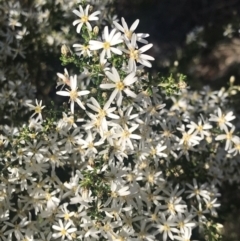 Olearia microphylla (Olearia) at Bruce Ridge to Gossan Hill - 16 Sep 2021 by rainer