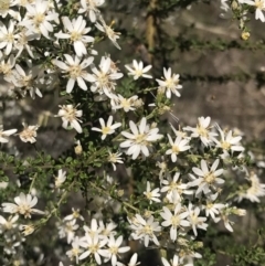 Olearia microphylla at Bruce, ACT - 17 Sep 2021