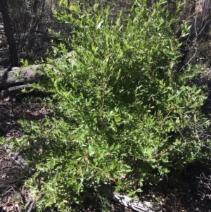 Billardiera heterophylla at Bruce, ACT - 17 Sep 2021