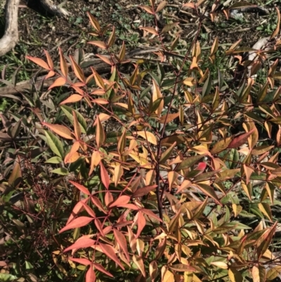 Nandina domestica (Sacred Bamboo) at Holt, ACT - 15 Aug 2021 by rainer