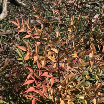 Nandina domestica (Sacred Bamboo) at The Pinnacle - 15 Aug 2021 by rainer