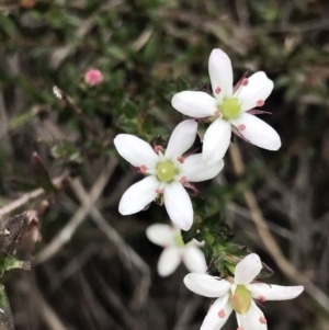 Rhytidosporum procumbens at Downer, ACT - 8 Sep 2021 10:53 AM