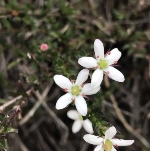 Rhytidosporum procumbens at Downer, ACT - 8 Sep 2021 10:53 AM