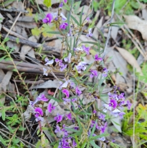 Glycine clandestina at Isaacs, ACT - 28 Sep 2021 03:06 PM