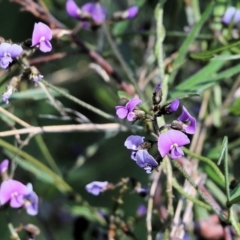 Glycine clandestina (Twining Glycine) at Glenroy, NSW - 27 Sep 2021 by Kyliegw