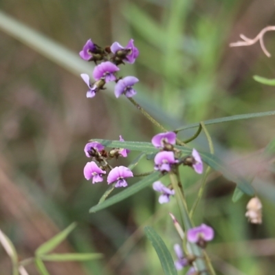 Glycine clandestina (Twining Glycine) at Albury, NSW - 27 Sep 2021 by Kyliegw