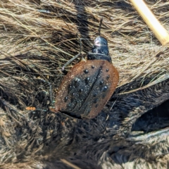 Ptomaphila lacrymosa at Stromlo, ACT - 28 Sep 2021