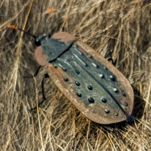 Ptomaphila lacrymosa at Stromlo, ACT - 28 Sep 2021