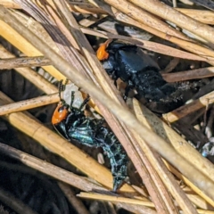 Creophilus erythrocephalus (Devil's coach horse, Rove beetle) at Bullen Range - 28 Sep 2021 by HelenCross