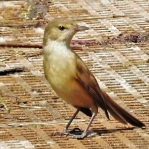 Acrocephalus australis at Fyshwick, ACT - 28 Sep 2021