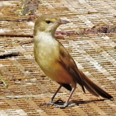 Acrocephalus australis (Australian Reed-Warbler) at Fyshwick, ACT - 28 Sep 2021 by JohnBundock