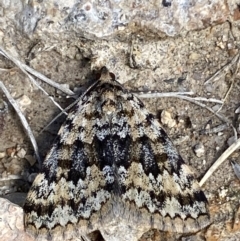 Dichromodes disputata (Scaled Heath Moth) at Conder, ACT - 28 Sep 2021 by RAllen