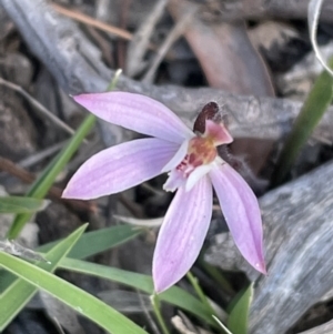 Caladenia fuscata at Bruce, ACT - suppressed