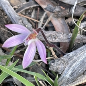 Caladenia fuscata at Bruce, ACT - suppressed