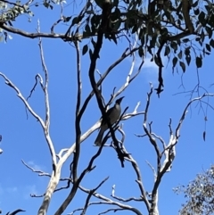 Philemon corniculatus (Noisy Friarbird) at Cook, ACT - 28 Sep 2021 by JVR
