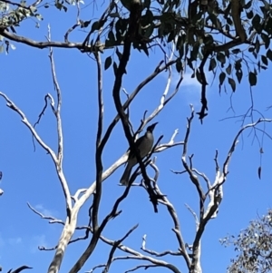 Philemon corniculatus at Cook, ACT - 28 Sep 2021 01:50 PM