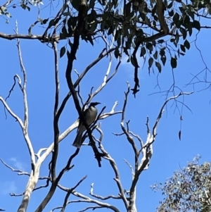 Philemon corniculatus at Cook, ACT - 28 Sep 2021