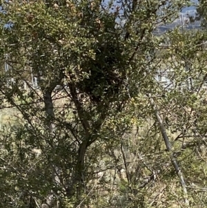 Acanthiza chrysorrhoa at Theodore, ACT - 28 Sep 2021