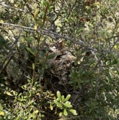 Acanthiza chrysorrhoa at Theodore, ACT - 28 Sep 2021