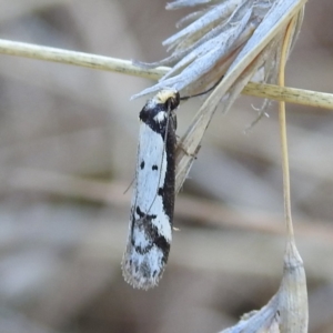 Philobota lysizona at Stromlo, ACT - 28 Sep 2021 02:26 PM