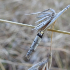 Philobota lysizona at Stromlo, ACT - 28 Sep 2021