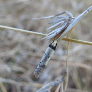 Philobota lysizona at Stromlo, ACT - 28 Sep 2021 02:26 PM