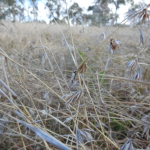 Philobota lysizona at Stromlo, ACT - 28 Sep 2021