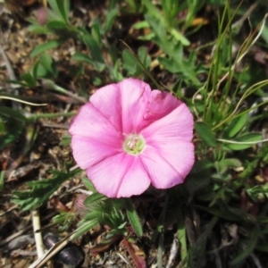 Convolvulus angustissimus subsp. angustissimus at Molonglo Valley, ACT - 28 Sep 2021 11:28 AM