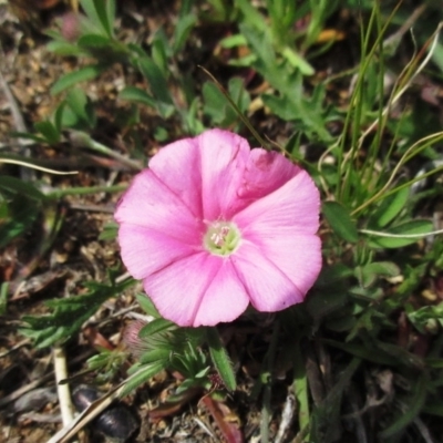 Convolvulus angustissimus subsp. angustissimus (Australian Bindweed) at Molonglo Valley, ACT - 28 Sep 2021 by sangio7