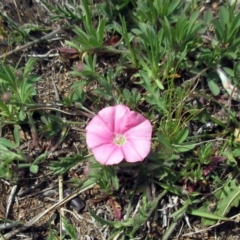 Convolvulus angustissimus subsp. angustissimus at Molonglo Valley, ACT - 28 Sep 2021 11:28 AM