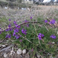 Swainsona monticola at Kambah, ACT - 28 Sep 2021