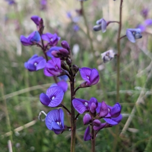 Swainsona monticola at Stromlo, ACT - 28 Sep 2021